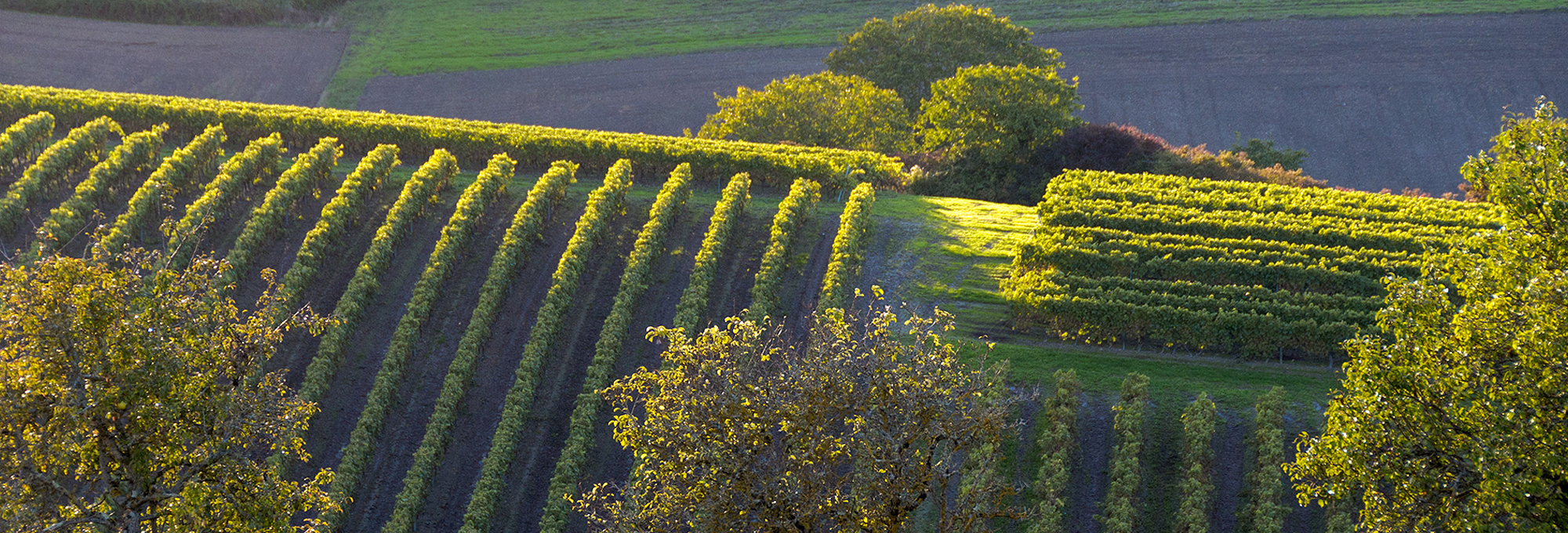 Vignobles et maison de Cognac au cœur du terroir des Charentes