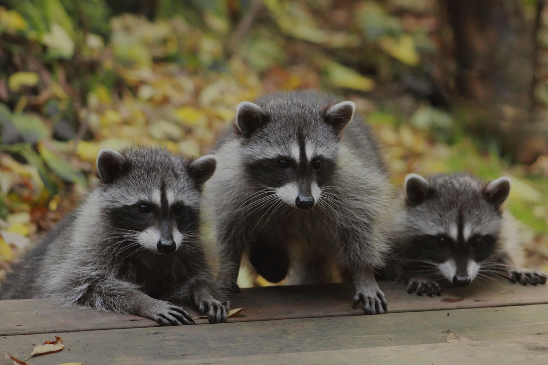 Enfants découvrant les animaux au parc de la Ferme de Magné