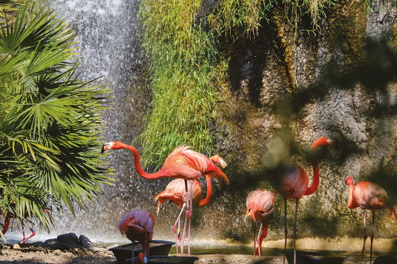 Animaux du Zoo de La Palmyre dans un parc arboré près de Royan